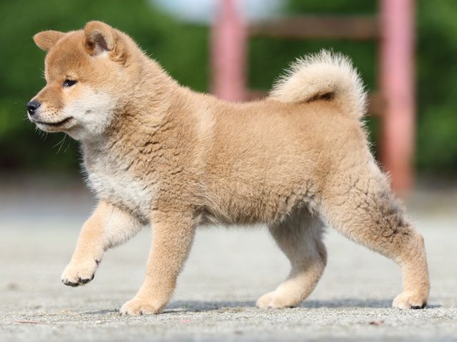 FP5A1423-puupy1-shibainu FP5A1423-puupy1-shibainu