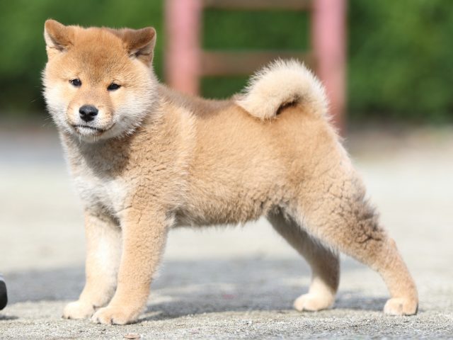 FP5A1429-puupy1-shibainu FP5A1429-puupy1-shibainu