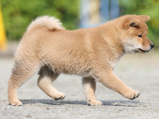 FP5A1465-puupy1-shibainu FP5A1465-puupy1-shibainu