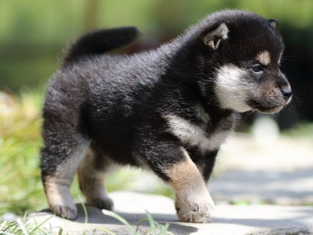 FP5A1494-puupy-shibainu FP5A1494-puupy-shibainu