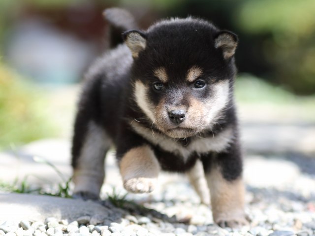 FP5A1510-puupy-shibainu FP5A1510-puupy-shibainu