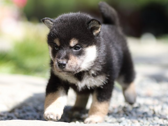 FP5A1514-puupy-shibainu FP5A1514-puupy-shibainu