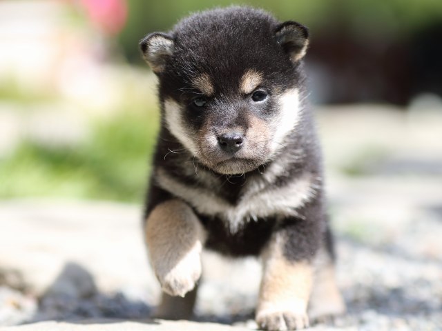 FP5A1518-puupy-shibainu FP5A1518-puupy-shibainu