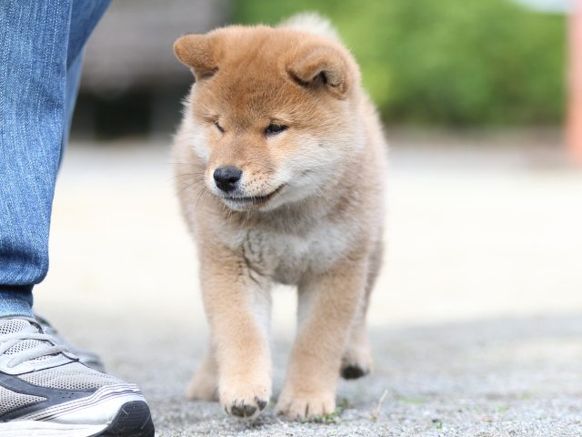 FP5A1527-puupy1-shibainu FP5A1527-puupy1-shibainu