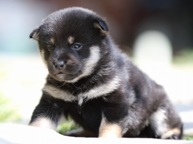 FP5A1533-puupy-shibainu FP5A1533-puupy-shibainu