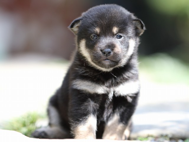 FP5A1549-puupy-shibainu FP5A1549-puupy-shibainu