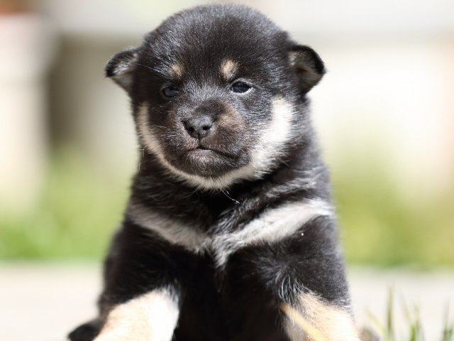 FP5A1556-puupy-shibainu FP5A1556-puupy-shibainu