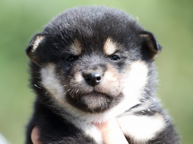 FP5A1614-puupy-shibainu FP5A1614-puupy-shibainu