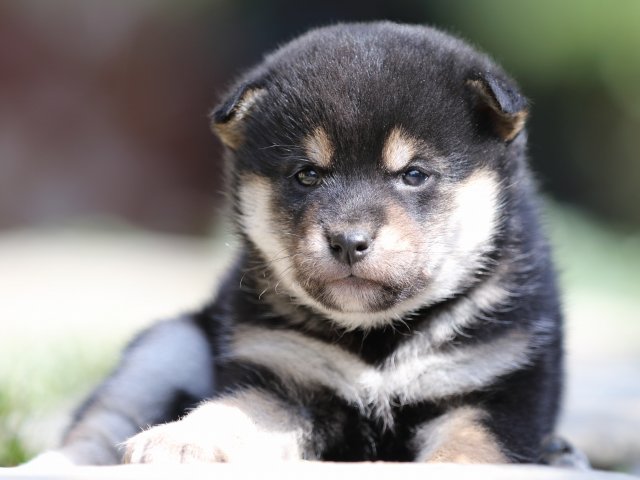 FP5A1626-puupy-shibainu FP5A1626-puupy-shibainu