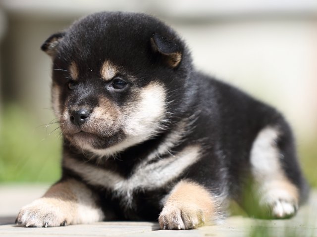 FP5A1635-puupy-shibainu FP5A1635-puupy-shibainu