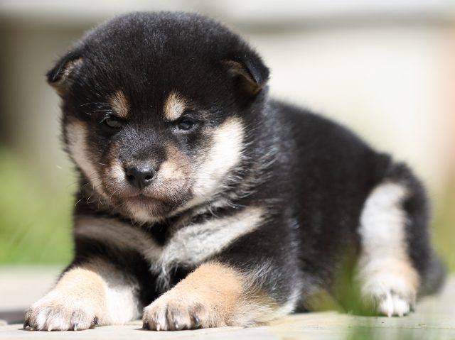 FP5A1640-puupy-shibainu FP5A1640-puupy-shibainu