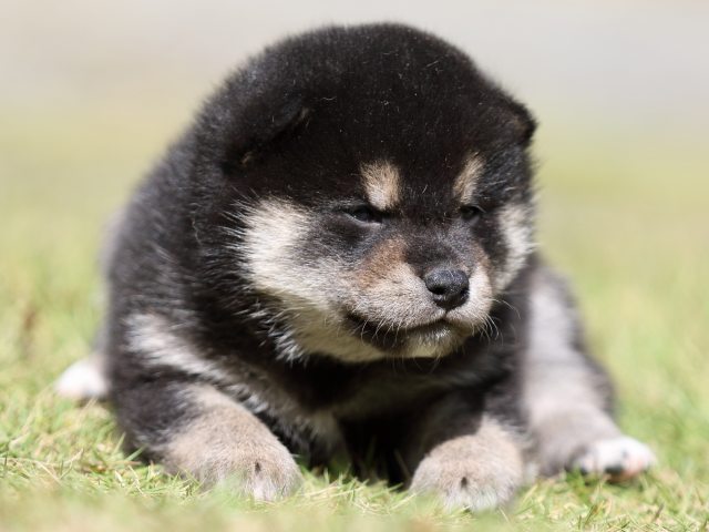 FP5A1676-puupy-shibainu FP5A1676-puupy-shibainu