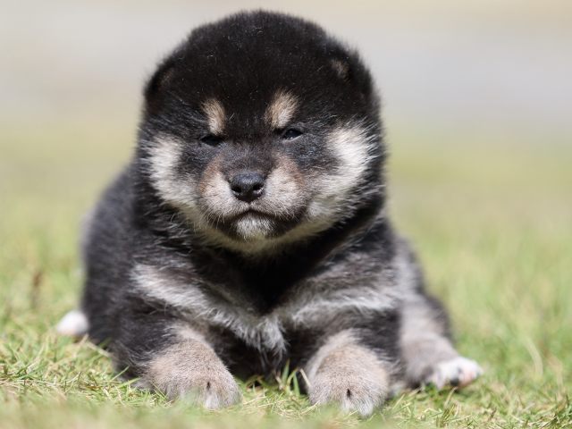 FP5A1688-puupy-shibainu FP5A1688-puupy-shibainu