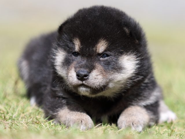 FP5A1699-puupy-shibainu FP5A1699-puupy-shibainu