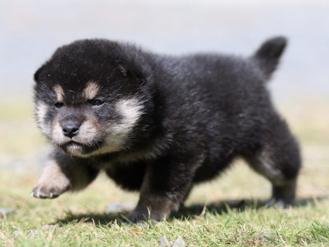 FP5A1725-puupy-shibainu FP5A1725-puupy-shibainu
