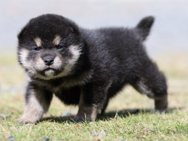 FP5A1727-puupy-shibainu FP5A1727-puupy-shibainu