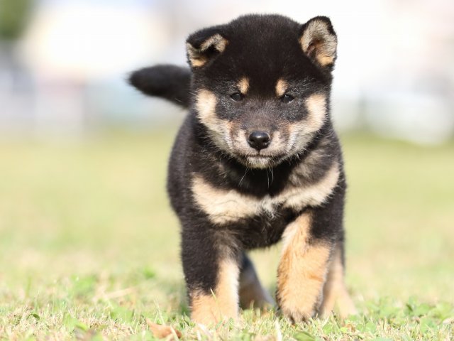 FP5A1869-puupy-shibainu FP5A1869-puupy-shibainu