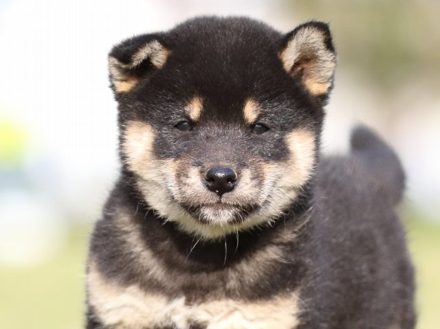 FP5A1876-puupy-shibainu FP5A1876-puupy-shibainu