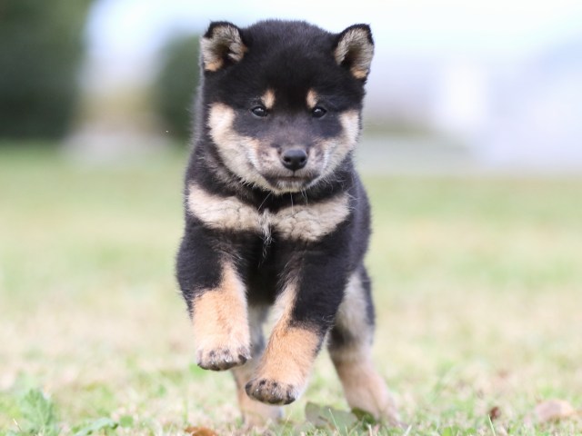 FP5A1920-puupy-shibainu FP5A1920-puupy-shibainu