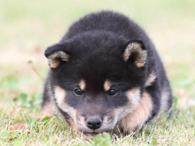 FP5A1927-puupy-shibainu FP5A1927-puupy-shibainu