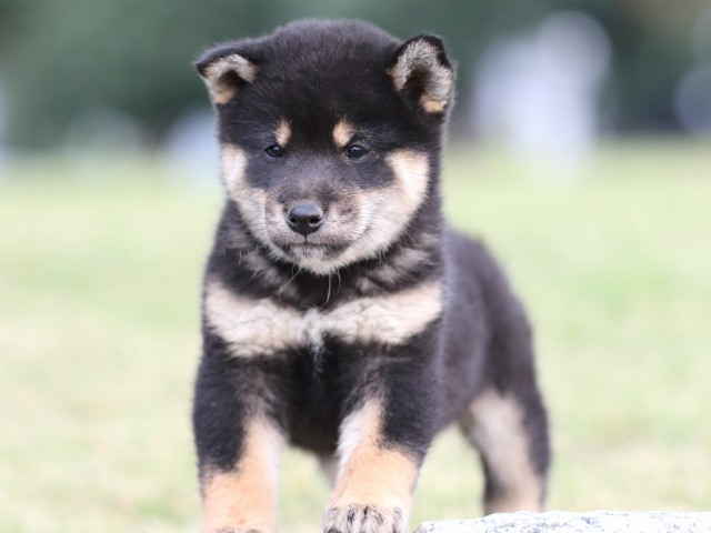 FP5A1989-puupy-shibainu FP5A1989-puupy-shibainu