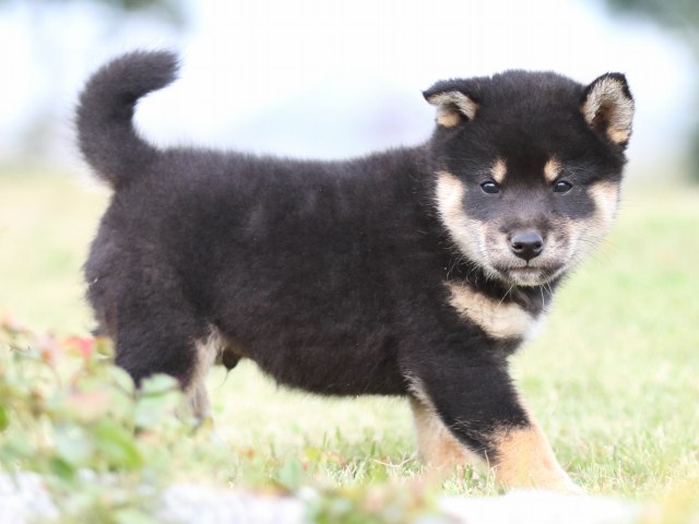 FP5A1998-puupy-shibainu FP5A1998-puupy-shibainu