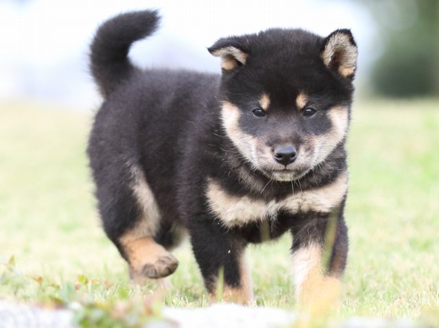 FP5A2001-puupy-shibainu FP5A2001-puupy-shibainu