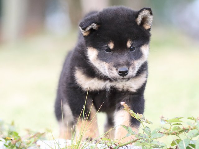 FP5A2012-puupy-shibainu FP5A2012-puupy-shibainu