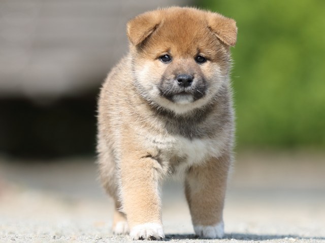 FP5A2730-puupy-shibainu FP5A2730-puupy-shibainu