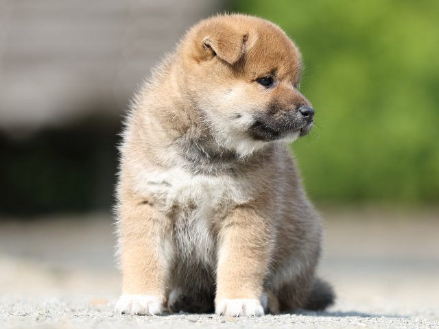 FP5A2758-puupy-shibainu FP5A2758-puupy-shibainu