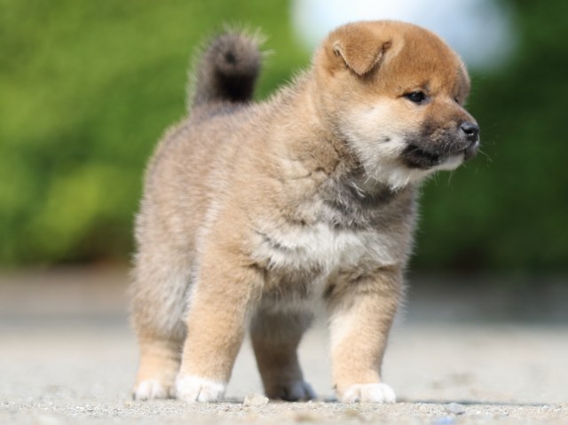 FP5A2772-puupy-shibainu FP5A2772-puupy-shibainu