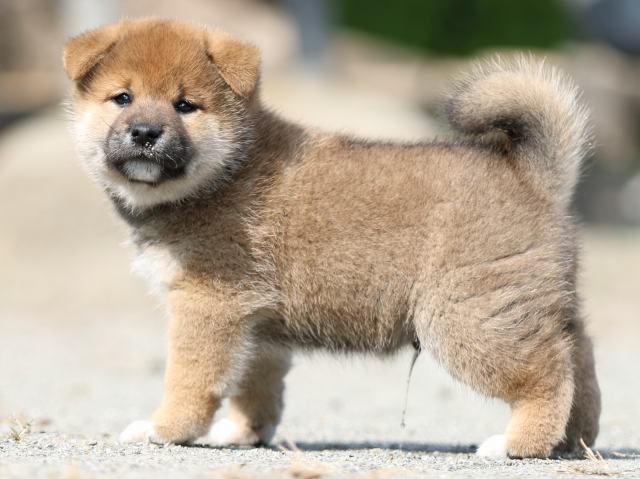FP5A2793-puupy-shibainu FP5A2793-puupy-shibainu