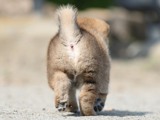 FP5A2794-puupy-shibainu FP5A2794-puupy-shibainu