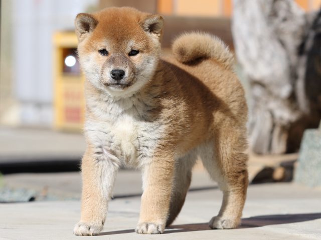 FP5A2795-puupy1-shibainu FP5A2795-puupy1-shibainu