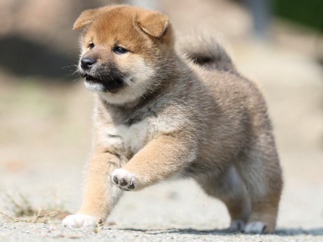 FP5A2799-puupy-shibainu FP5A2799-puupy-shibainu