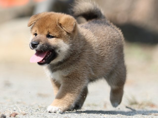 FP5A2803-puupy-shibainu FP5A2803-puupy-shibainu