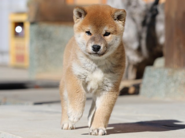 FP5A2804-puupy1-shibainu FP5A2804-puupy1-shibainu