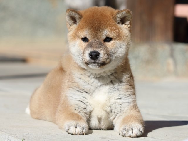 FP5A2814-puupy1-shibainu FP5A2814-puupy1-shibainu