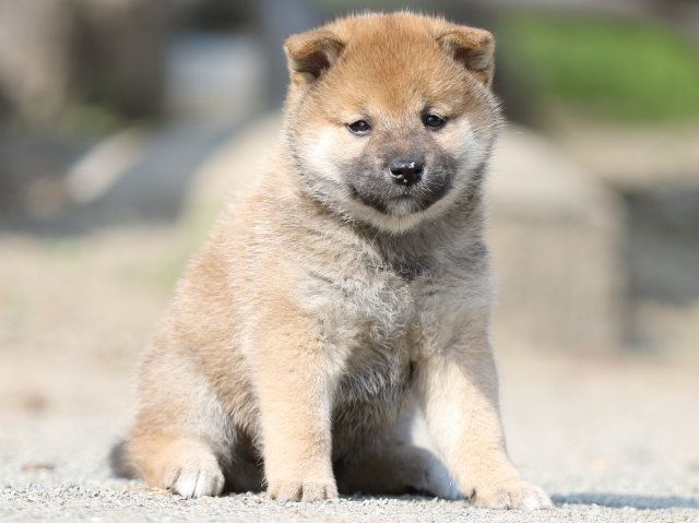 FP5A2819-puupy-shibainu FP5A2819-puupy-shibainu