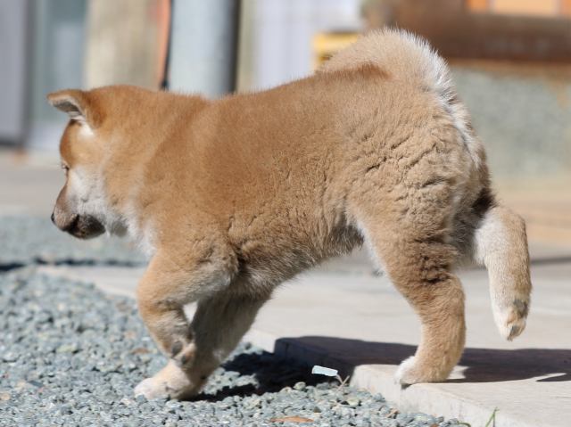 FP5A2838-puupy1-shibainu FP5A2838-puupy1-shibainu
