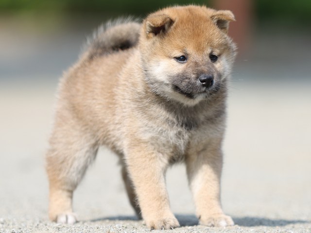 FP5A2856-puupy-shibainu FP5A2856-puupy-shibainu
