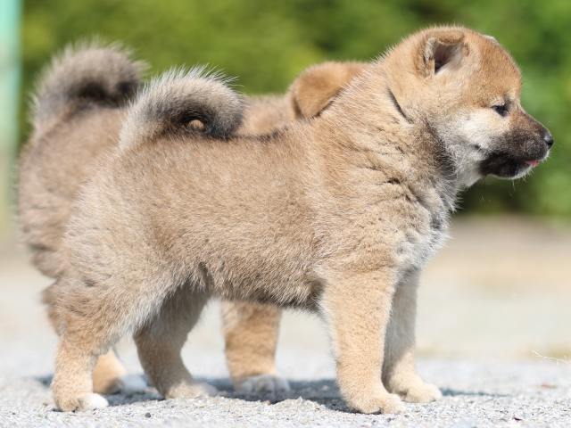 FP5A2867-puupy-shibainu FP5A2867-puupy-shibainu