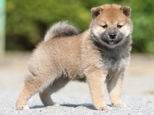 FP5A2874-puupy-shibainu FP5A2874-puupy-shibainu