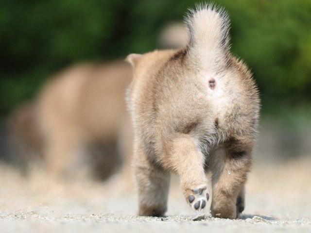 FP5A2892-puupy-shibainu FP5A2892-puupy-shibainu