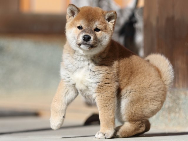 FP5A2918-puupy1-shibainu FP5A2918-puupy1-shibainu
