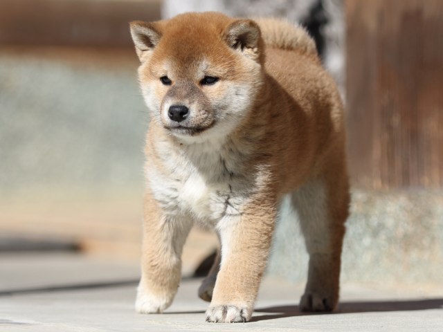 FP5A2919-puupy1-shibainu FP5A2919-puupy1-shibainu