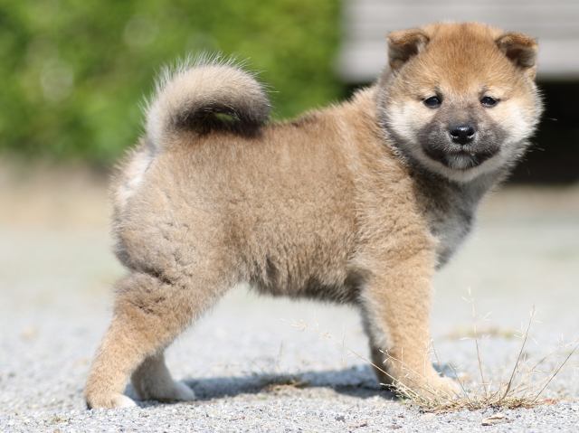 FP5A2924-puupy-shibainu FP5A2924-puupy-shibainu