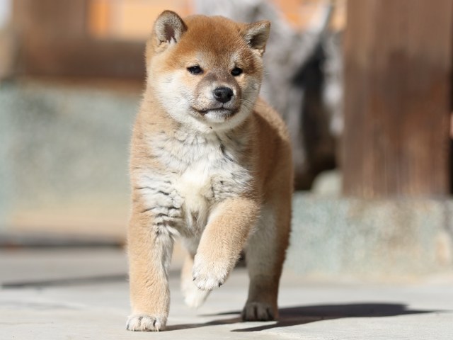 FP5A2926-puupy1-shibainu FP5A2926-puupy1-shibainu