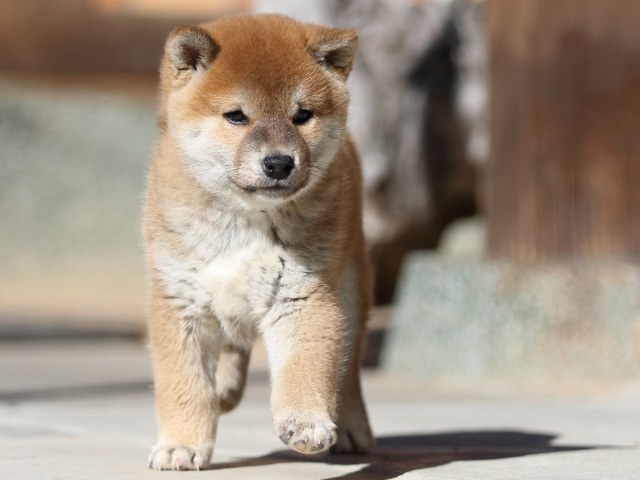 FP5A2927-puupy1-shibainu FP5A2927-puupy1-shibainu