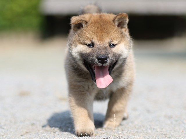 FP5A2930-puupy-shibainu FP5A2930-puupy-shibainu